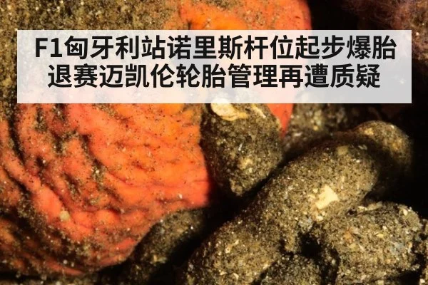 F1匈牙利站诺里斯杆位起步爆胎退赛迈凯伦轮胎管理再遭质疑